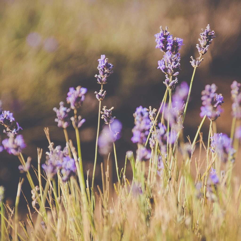 Lavender Field