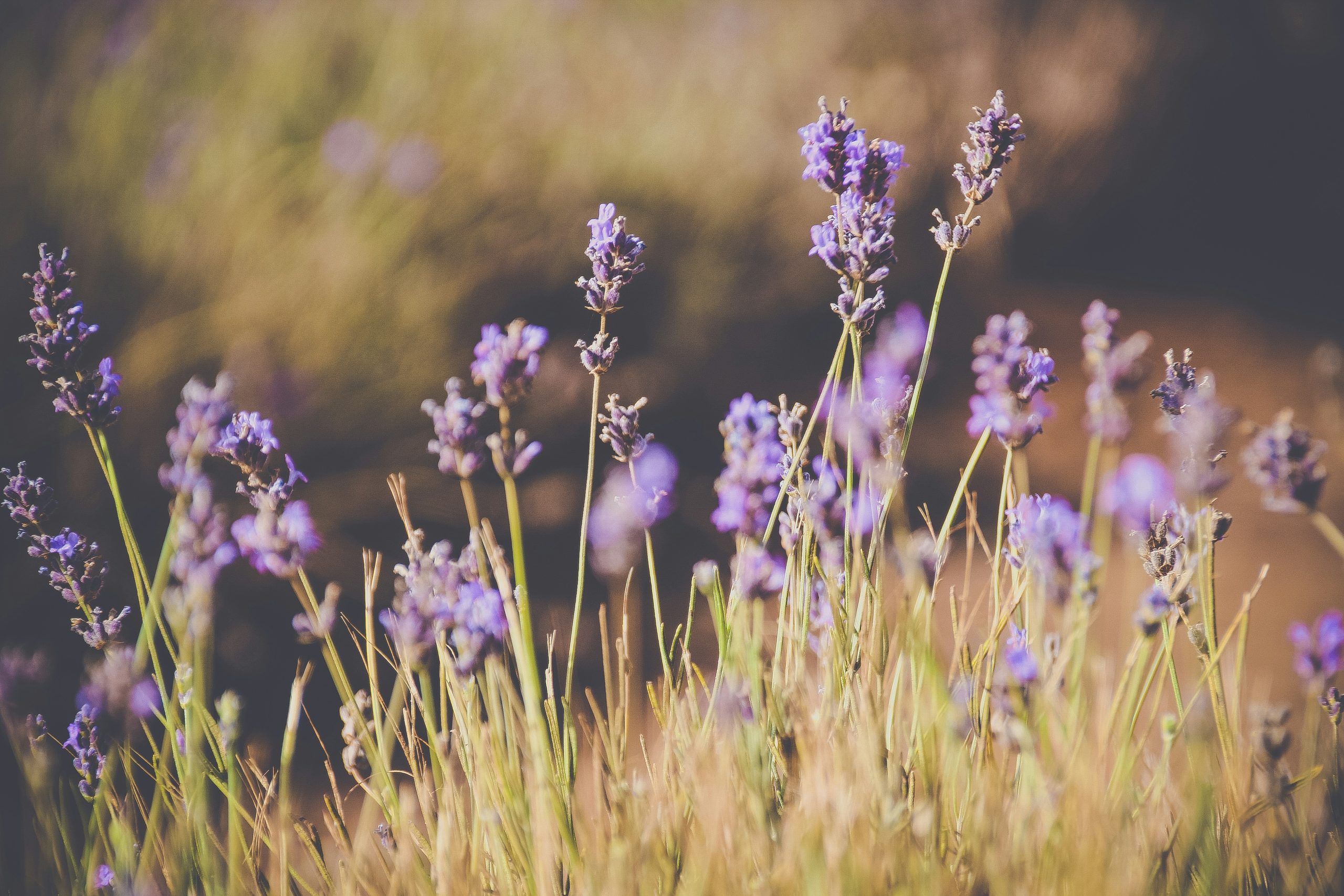 Lavender Field